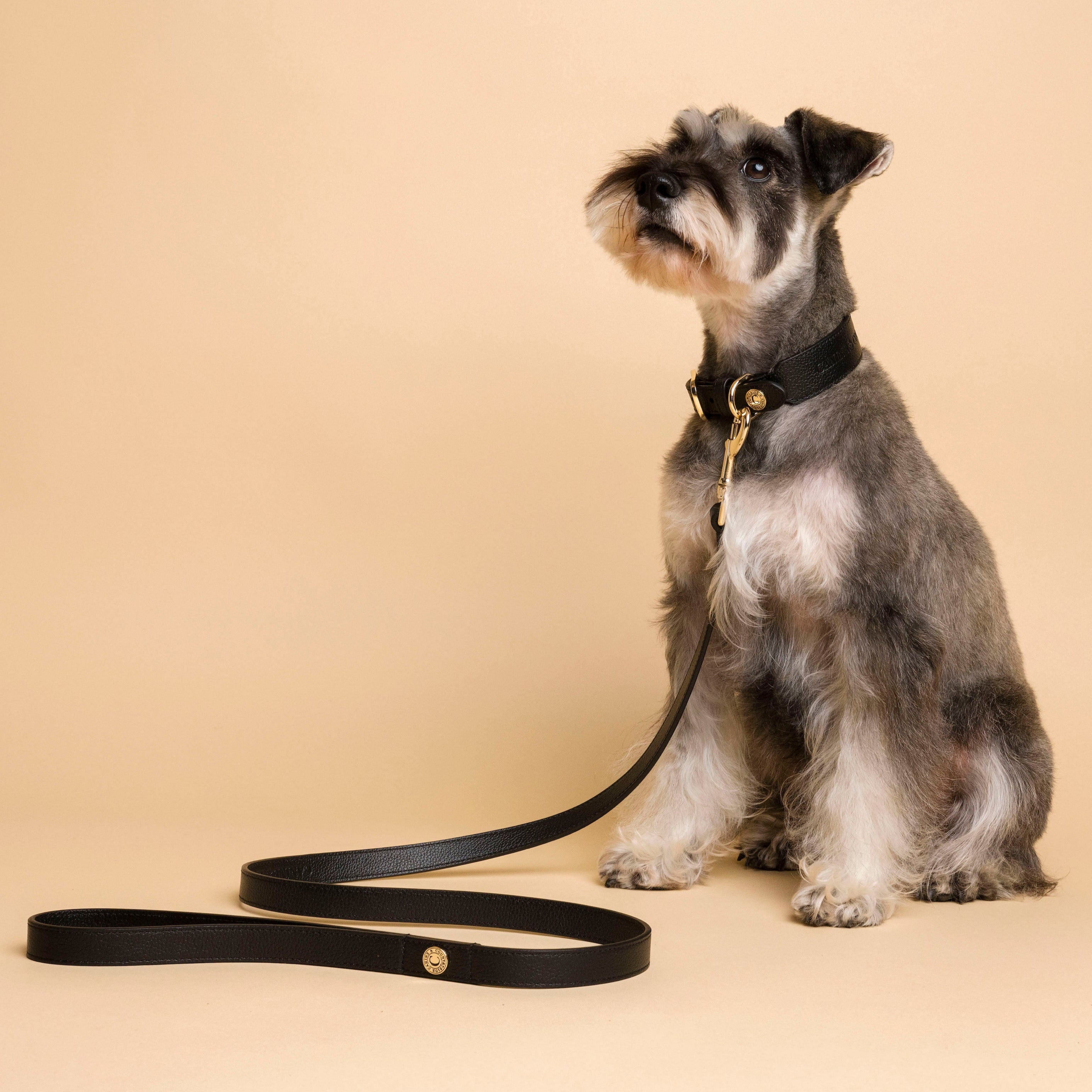 Leather dog collar 2024 and lead set