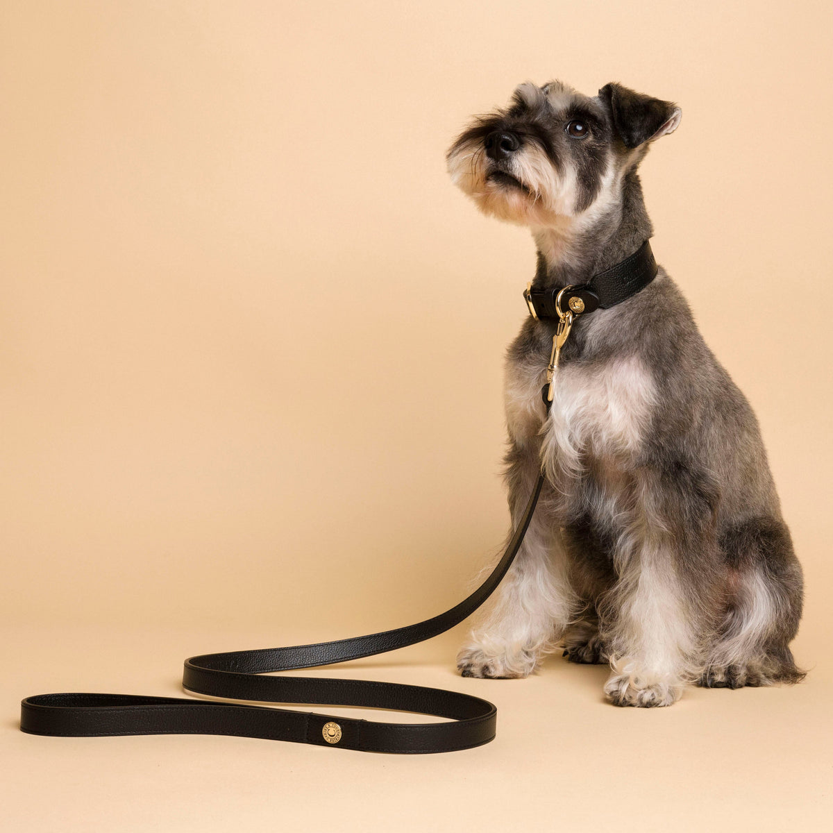 Leather Collar and Lead Set - Black